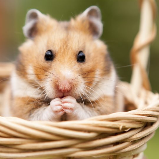 Hamster Haus